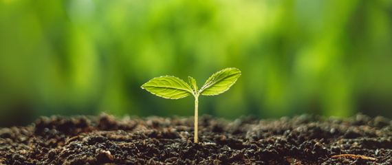 土から出た双葉