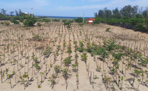 タミル・ナドゥ州のマハーバリプラムで3,000本の木を植樹